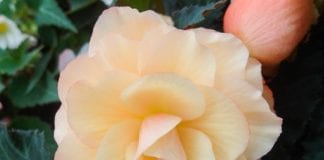 Migawki z FlowerTrials®