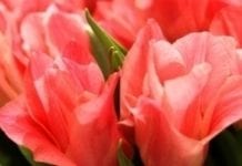 Tulipany w Wilanowie
