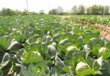 Straty białoruskich warzyw