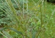 Chwasty, które potrafią zwalczać rośliny własnym „herbicydem”