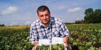 Prezentacja ogórków partenokarpnych w Kobylnikach