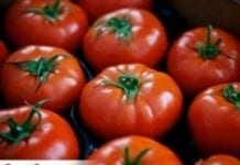 Certyfikat dla pomidorów z Łaszkowa