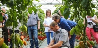 Pomidory Clause w Kłódce