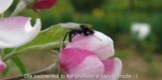 Komunikat sadowniczy ProCam z 7.05.