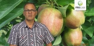 Komunikat sadowniczy PROCAM z 19.07
