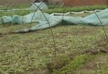 150 mln zł strat gospodarstw rolnych z powodu opadów