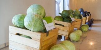 Przedsezonowo z firmą Rijk Zwaan