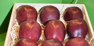 Odmiana Red Delicious i jej sporty