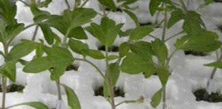 Nowe wymagania Unii Europejskiej dla rozsady oraz nasion pomidora i papryki
