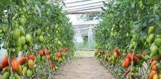 W Rzeczycy o pomidorach do tuneli foliowych