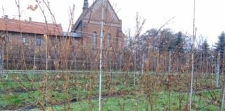 2. Święto Młodego Wina w Sandomierzu