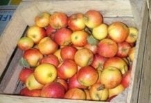Jest szansa na eksport polskich jabłek do Indii