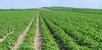 Zbiory wczesnych ziemniaków w okolicach Sieradza