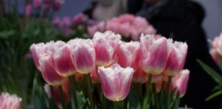 Barwne tulipany w Wilanowie