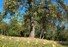 Na Żuławach chcą ocalić lokalne historyczne drzewa owocowe