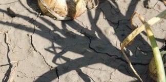 Przeciwdziałanie skutkom suszy – katalog działań