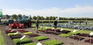 Międzynarodowe Dni Otwarte Syngenta 2016