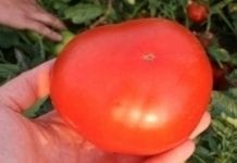 W pomidorowym zagłębiu