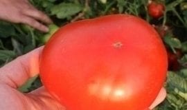 W pomidorowym zagłębiu