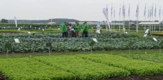 Holenderskie Dni Otwarte Syngenty