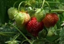 Nowy fungicyd do ochrony truskawek i pomidorów