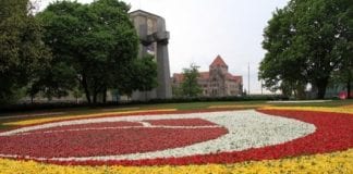 Tulipanowy dywan w Poznaniu