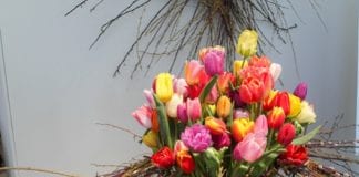 VII Wystawa Tulipanów w Wilanowie