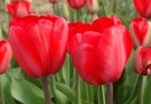 Na Dzień Kobiet – tulipany