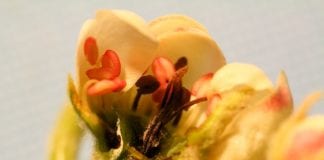 Uszkodzenia mrozowe w sandomierskich sadach 17.04