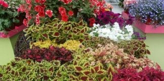 Dni Otwarte firmy Vitroflora