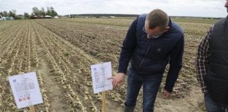 Wielkopolski Dzień Cebuli