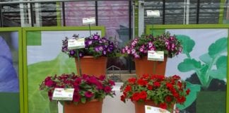 Kolory lata w Warszówku