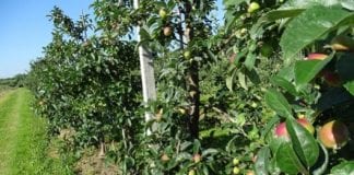 XVII Dzień Otwarty w Dąbrowicach