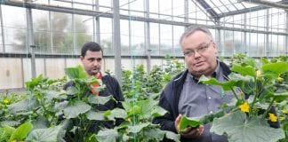 Odmiany warzyw z tureckiej stacji hodowlanej