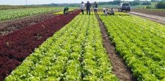 O sałatach i rzodkiewkach w Zastowie