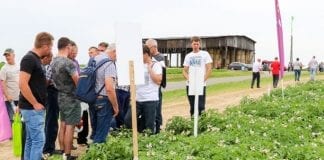 XV Jubileuszowy Dzień Ziemniaka