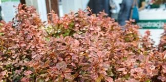 Z targów „Zieleń to Życie”