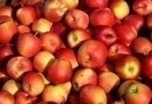 Czeski rynek jabłek