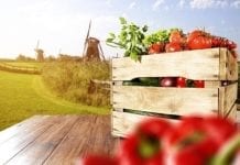 Holandia wśród światowych liderów w eksporcie owoców i warzyw