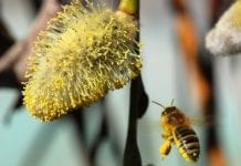 Ocieplenie klimatu to dłuższy sezon aktywności pszczół i więcej miodu