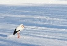 Długa zima zatrzymuje bociany w drodze do Polski