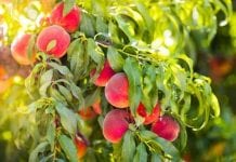 Plusy rekordowych upałów we Włoszech: znakomita jakość owoców