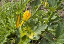 Mróz niszczy wiele włoskich upraw warzyw