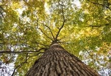 16 drzew z całej Polski w finale konkursu na Drzewo Roku