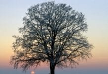 122 zgłoszenia na konkurs „Drzewo Roku”