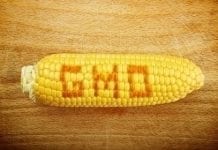 Orzeczenie w sprawie organizmów GMO