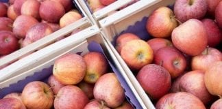 Skąd pochodzą owoce i warzywa w naszych sklepach?