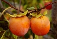 Coraz większe zbiory owoców kaki w Hiszpanii