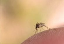 Nowe zapachowe metody na komary