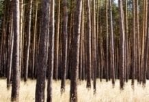Sejm nie przyjął zmian w konstytucji dot. państwowych lasów